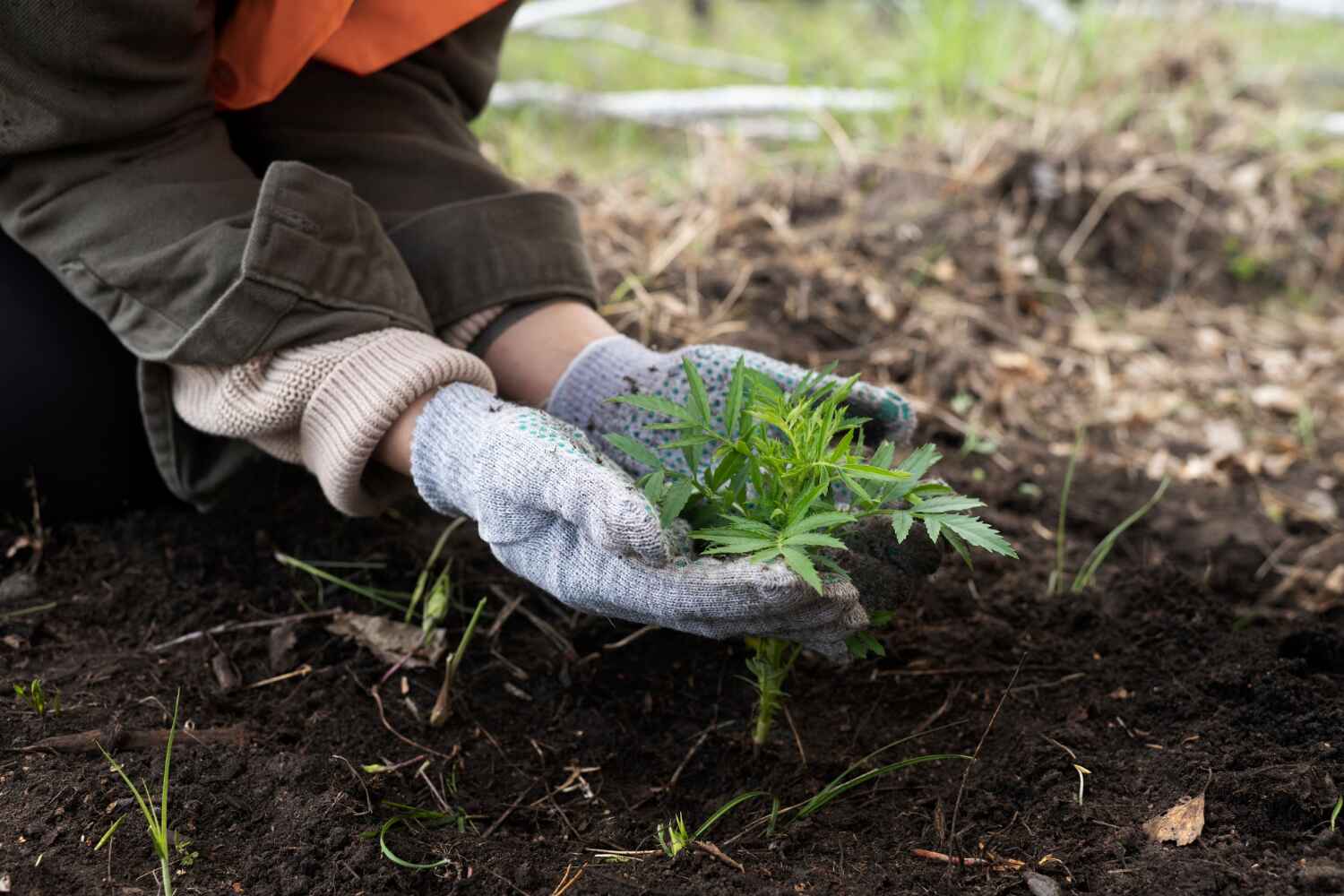 Best Emergency Tree Service  in Longboat Key, FL